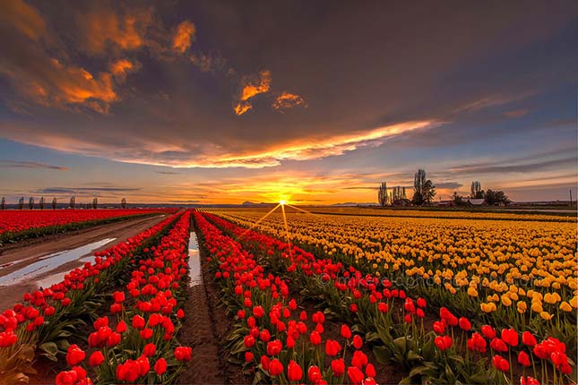 holland-tulipok